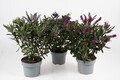 Hebe 'Queen' Mix Ø17 cm